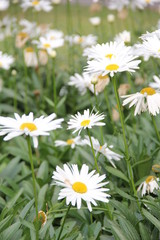 Flores blancas