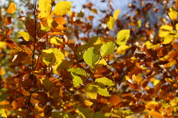Bright autumn foliage. Bright autumn foliage on trees.