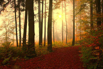 Obraz premium herbstwald im nebel