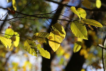 Bright autumn foliage. Bright autumn foliage on trees.
