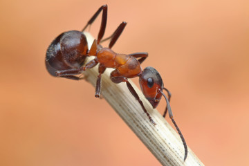 Ant sitting on a stalk of grass.
