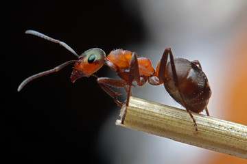 The ant is sitting on a stalk of grass on a dark background. 