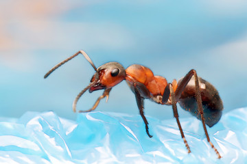 Ant on a blue background like on blue ice.