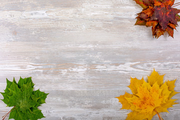 Autumn border from fallen maple leaves on old wooden background.