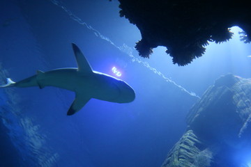 Obraz premium Ein Haifisch im Meer