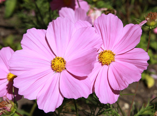 Cosmos roses © hcast