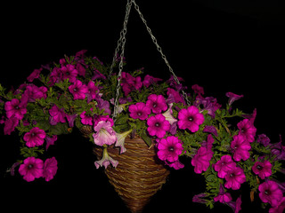 pink flowers in a basket