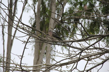 Ave en árbol sin hojas