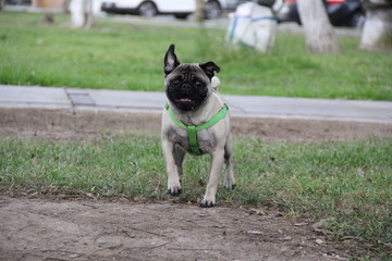 Pug corriendo