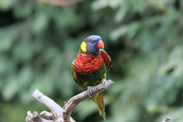 Perroquet multicolore