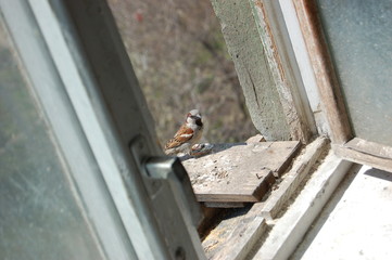 sparrow on window sill