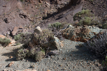On the island of Tenerife / На острове Тенерифе