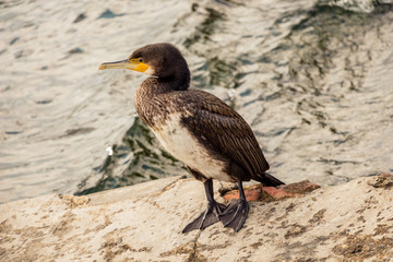  Cute  bird as Nature Wildlife background
