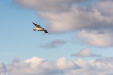 Fototapeta na wymiar Möve am Himmel