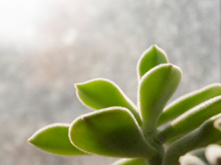 Echeveria pilosa in the window