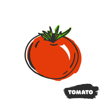 Vector illustration of hand drawing red tomato on white background.
