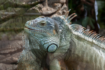 On the island of Tenerife / На острове Тенерифе