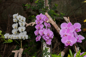 On the island of Tenerife / На острове Тенерифе