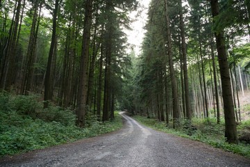 Obraz premium Magic trees and paths in the forest and on meadow. Czech Republic