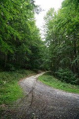 Fototapeta premium Magic trees and paths in the forest and on meadow. Czech Republic