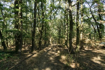 Magic trees and paths in the forest and on meadow. Czech Republic