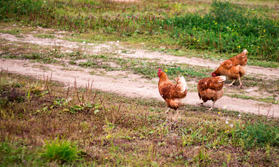 chicken walk on the road