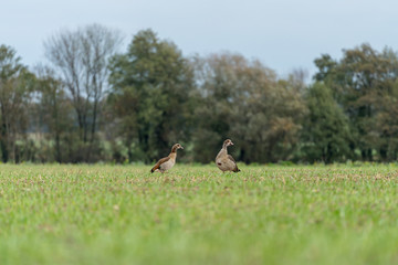 Zwei Wildgänse auf einem Feld © DZiegler