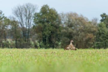 Zwei Wildgänse auf einem Feld © DZiegler