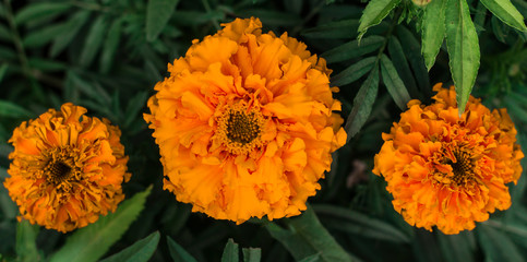 three orange beautiful marigolds in the garden.