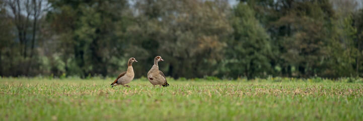 Zwei Wildgänse auf einem Feld