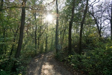 Obraz premium Magic trees and paths in the forest and on meadow. Czech Republic