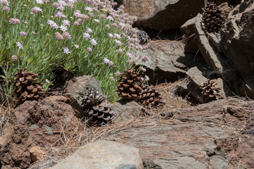 На острове Тенерифе / On the island of Tenerife