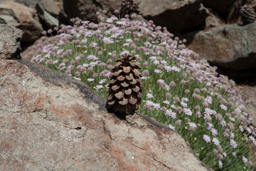 На острове Тенерифе / On the island of Tenerife