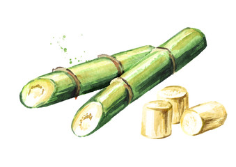 Sugar cane composition, Watercolor hand drawn illustration isolated on white background