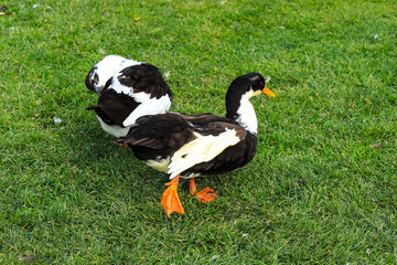 A big gray and white  duck, walking on a green lawn. Poultry on a farm in the village. Waterfowl birds