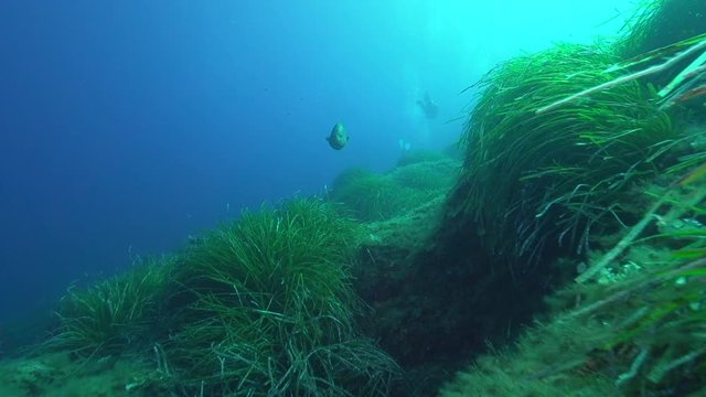 Zackenbarsch 8