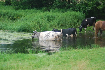 krowy w wodzie