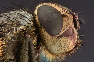 Extreme magnification - Fly head with compound eyes