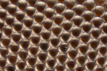 Extreme magnification - Compound eye texture under the microscope