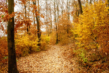 Beautiful forest in autumn with amazing colors, cloudy, sunset. Near the Kragujevac city in Serbia by the Sumarice lake