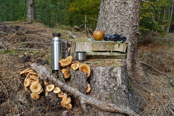 Baumstamm im Wald mit Fernglas