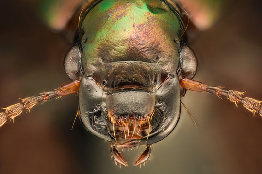 Extreme magnification - Harpalus distinguendus