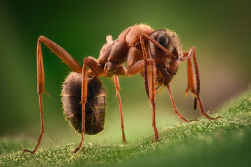 Extreme magnification - Ant in the wild