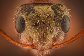 Extreme magnification - Ant head with compound eyes