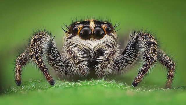 Extreme magnification - Jumping spider
