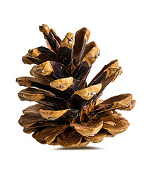 Brown pine cone on white background with clipping pass