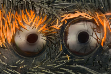 Extreme magnification - Wolf spider eyes