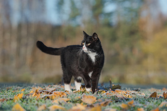 Cat in a frosty autumn morning