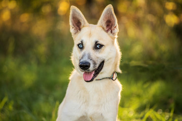 young dog with heterochromia