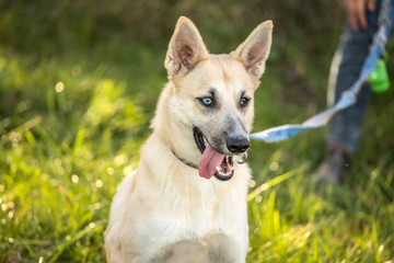 young dog with heterochromia